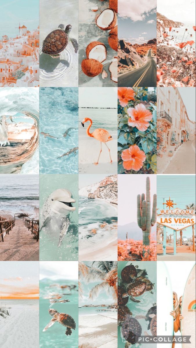 Aesthetic phone background collage with beach, flamingo, cactus, and sea turtle themes - Collage
