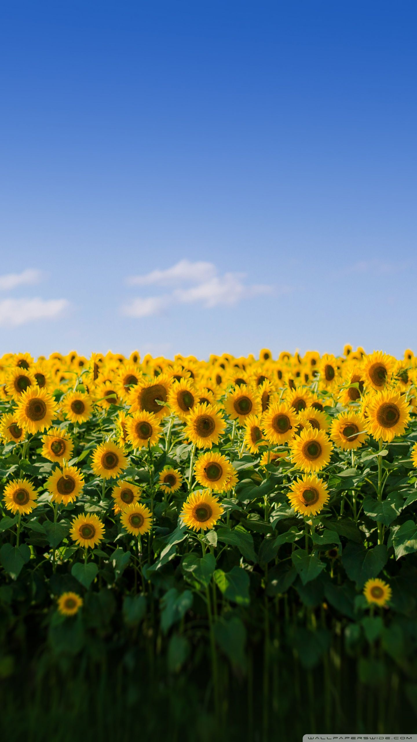 Sunflowers under the blue sky wallpaper 1920x1200 - Sunflower