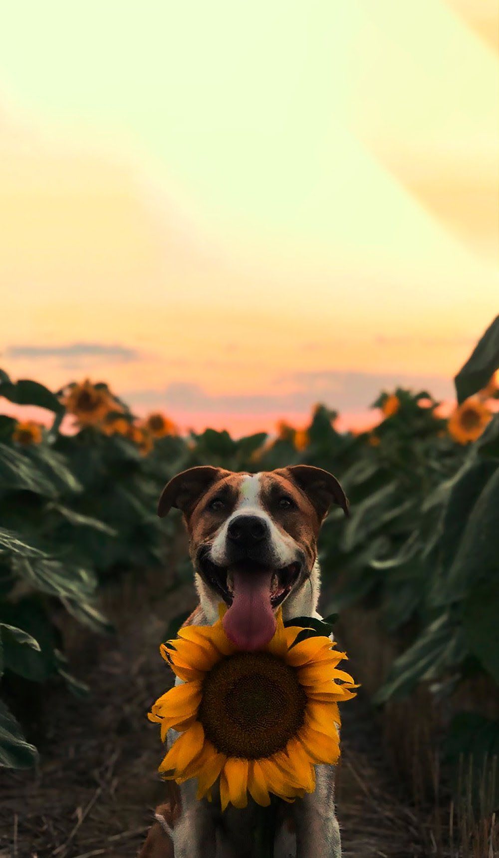 A dog with a sunflower in its mouth - Sunflower
