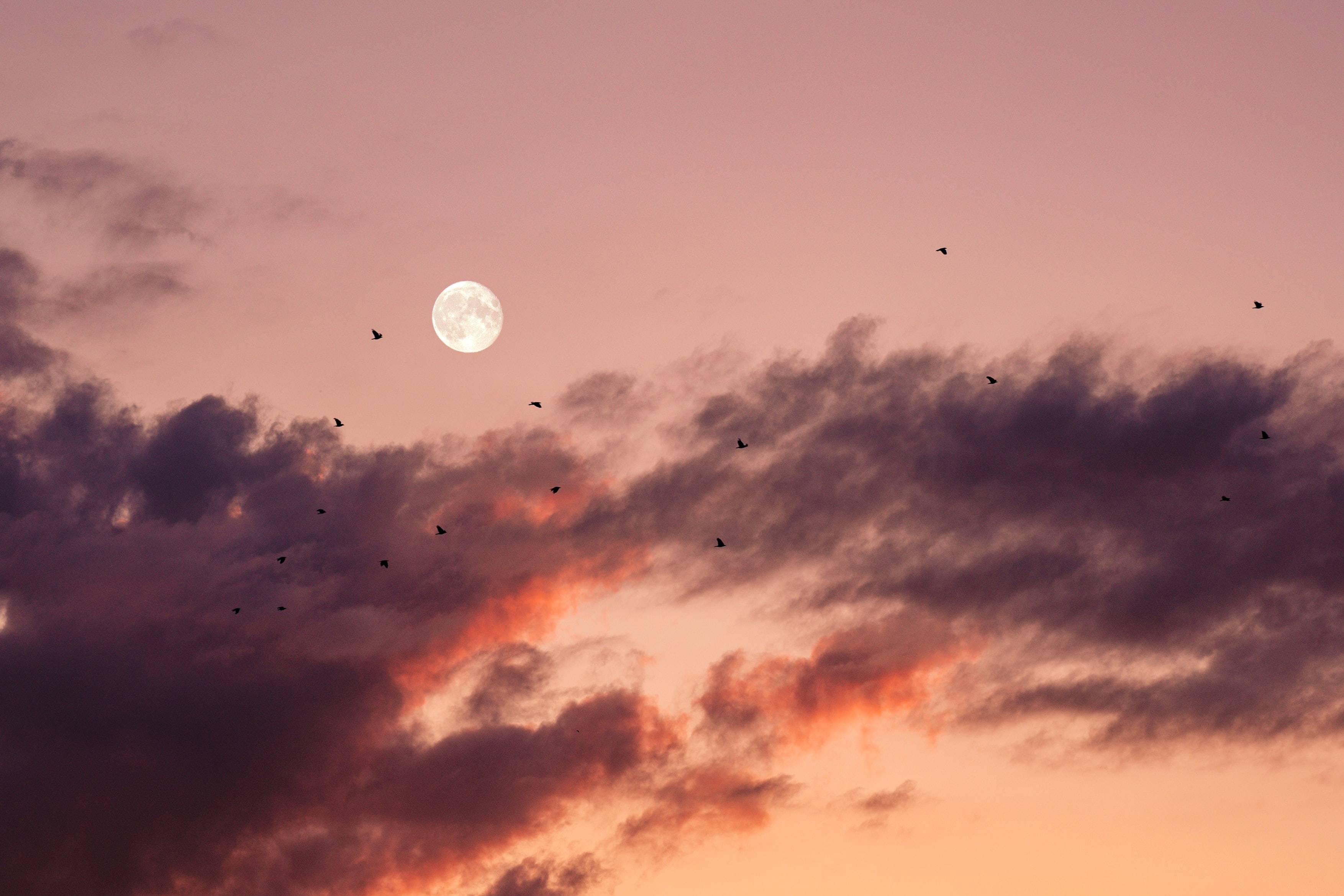 A bird flying in the sky at sunset - Moon