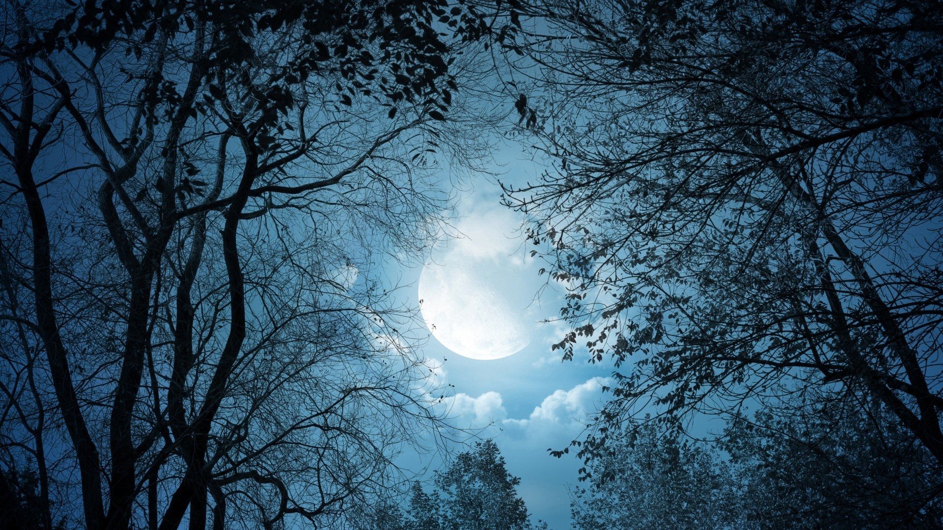 A full moon shines through the trees - Moon