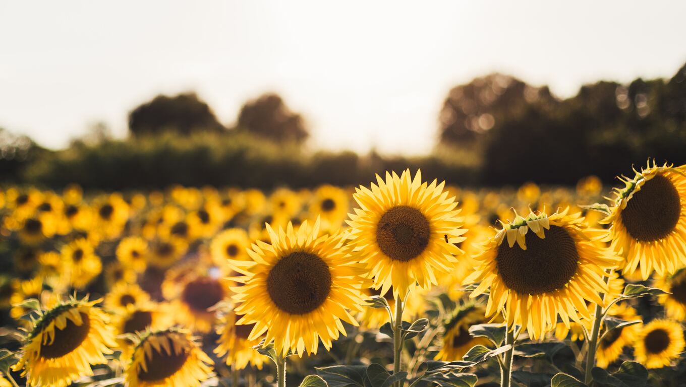 A field of sunflowers with the sun shining on them. - Sunflower