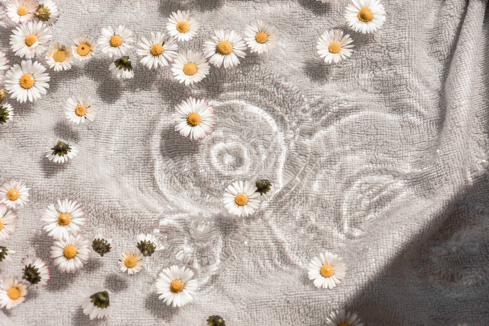 Download White Aesthetic Daisy Flowers Wallpaper