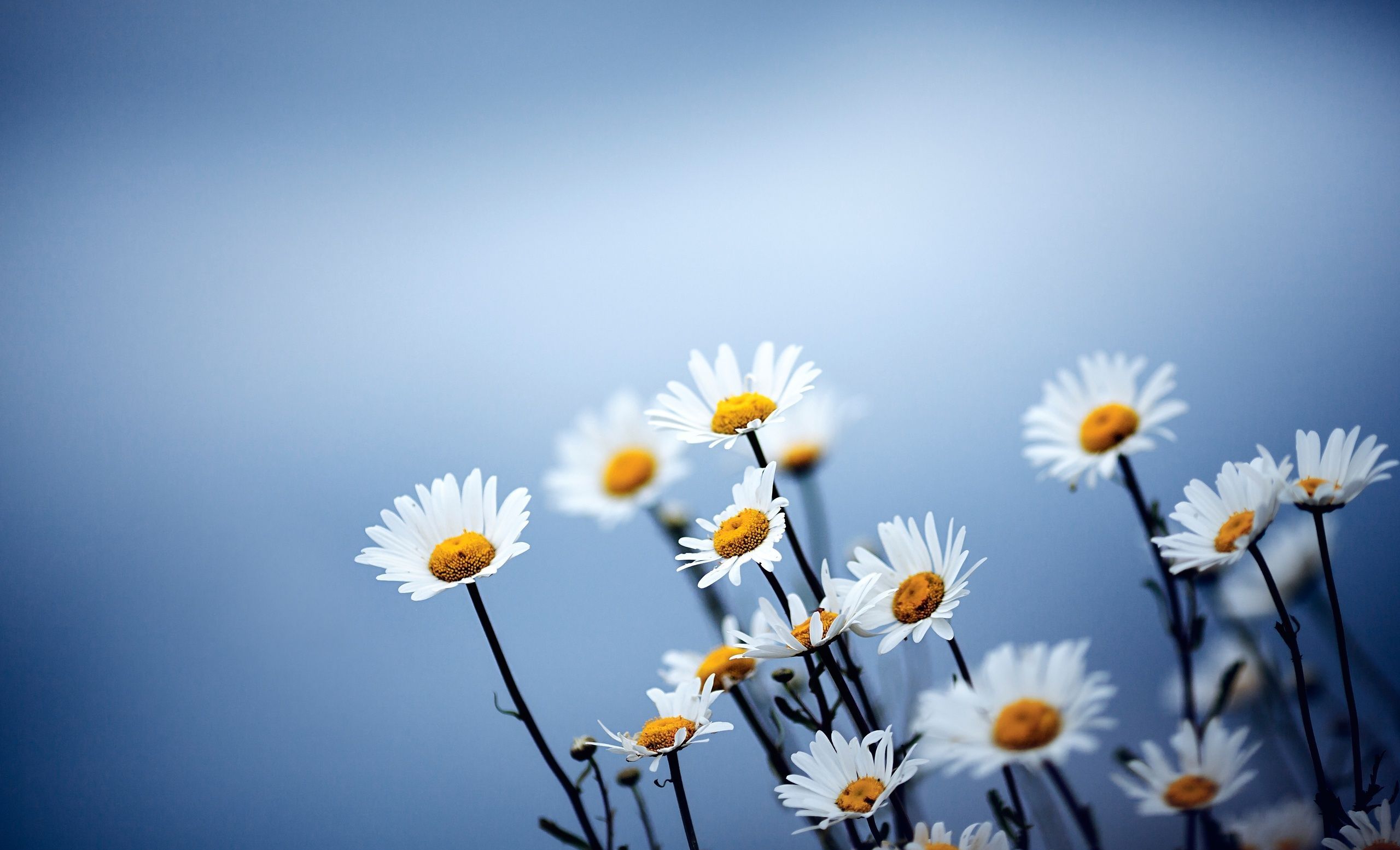 Daisy flowers against a blue sky background - Daisy