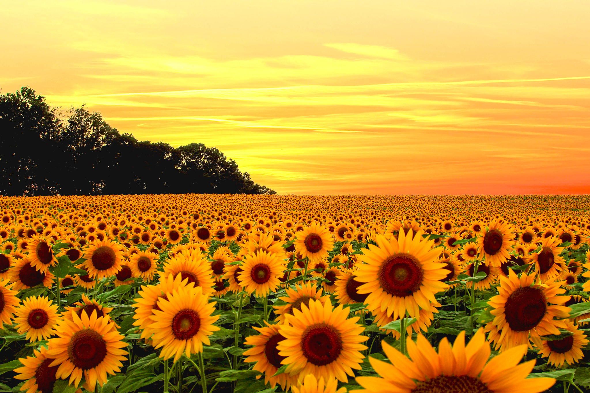 Aesthetic Sunflower Background HD