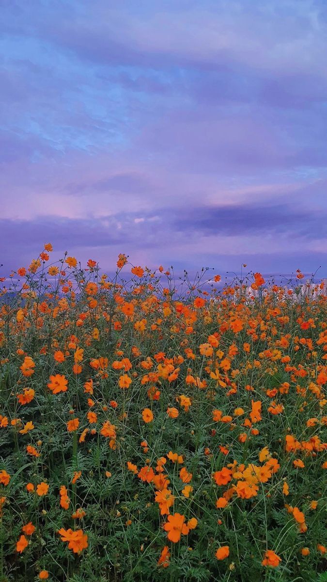 A field of orange flowers under a blue sky - Nature