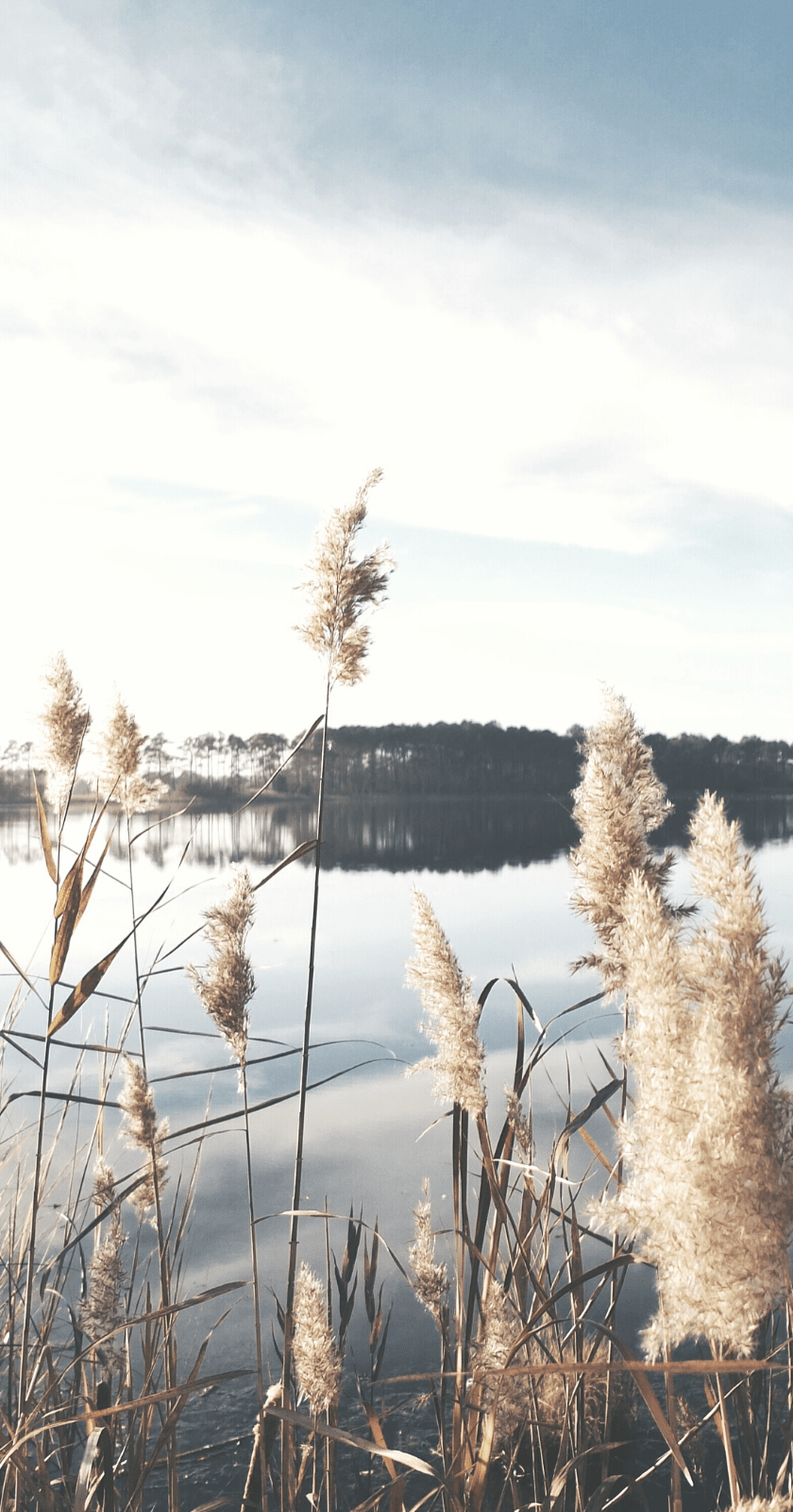 A photo of tall grass in front of a body of water. - Nature