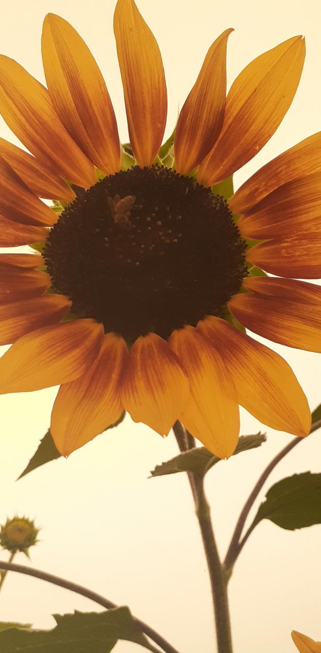 A sunflower with many petals and leaves - Sunflower