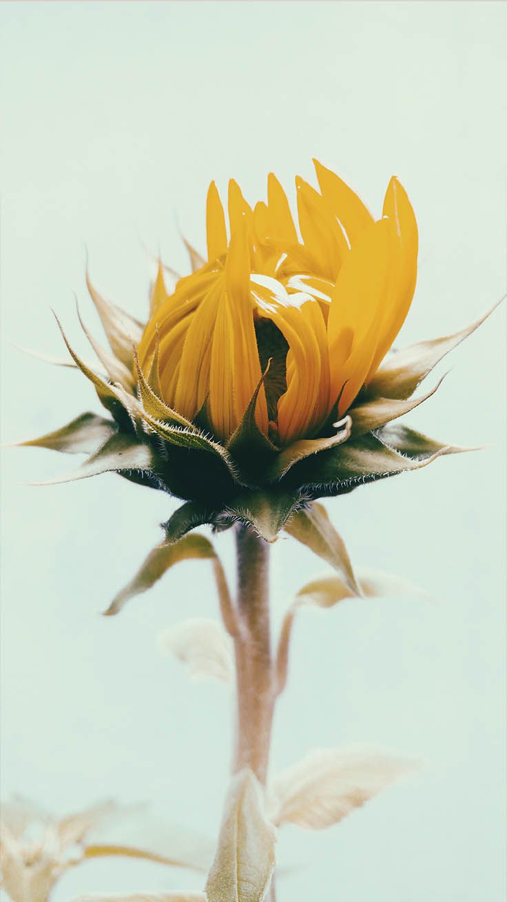 A sunflower in the process of blooming. - Sunflower