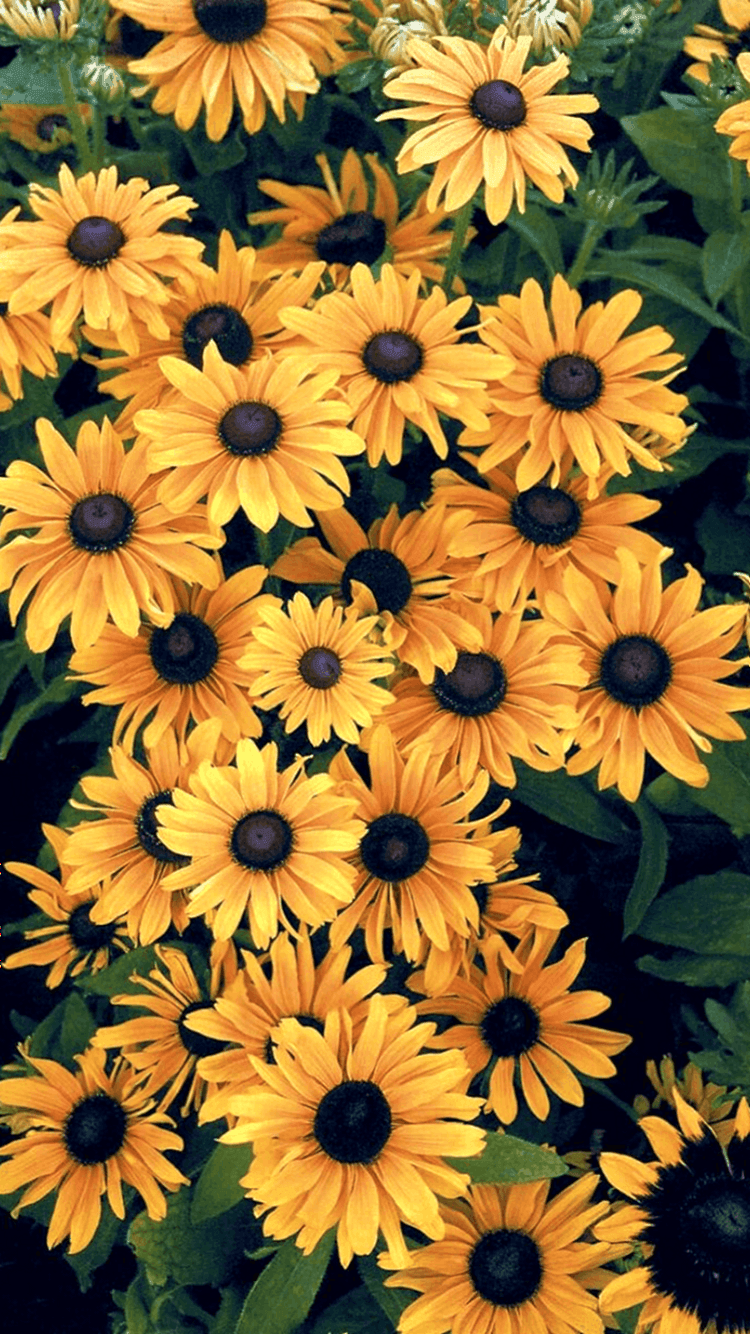A bunch of yellow flowers in the ground - Sunflower