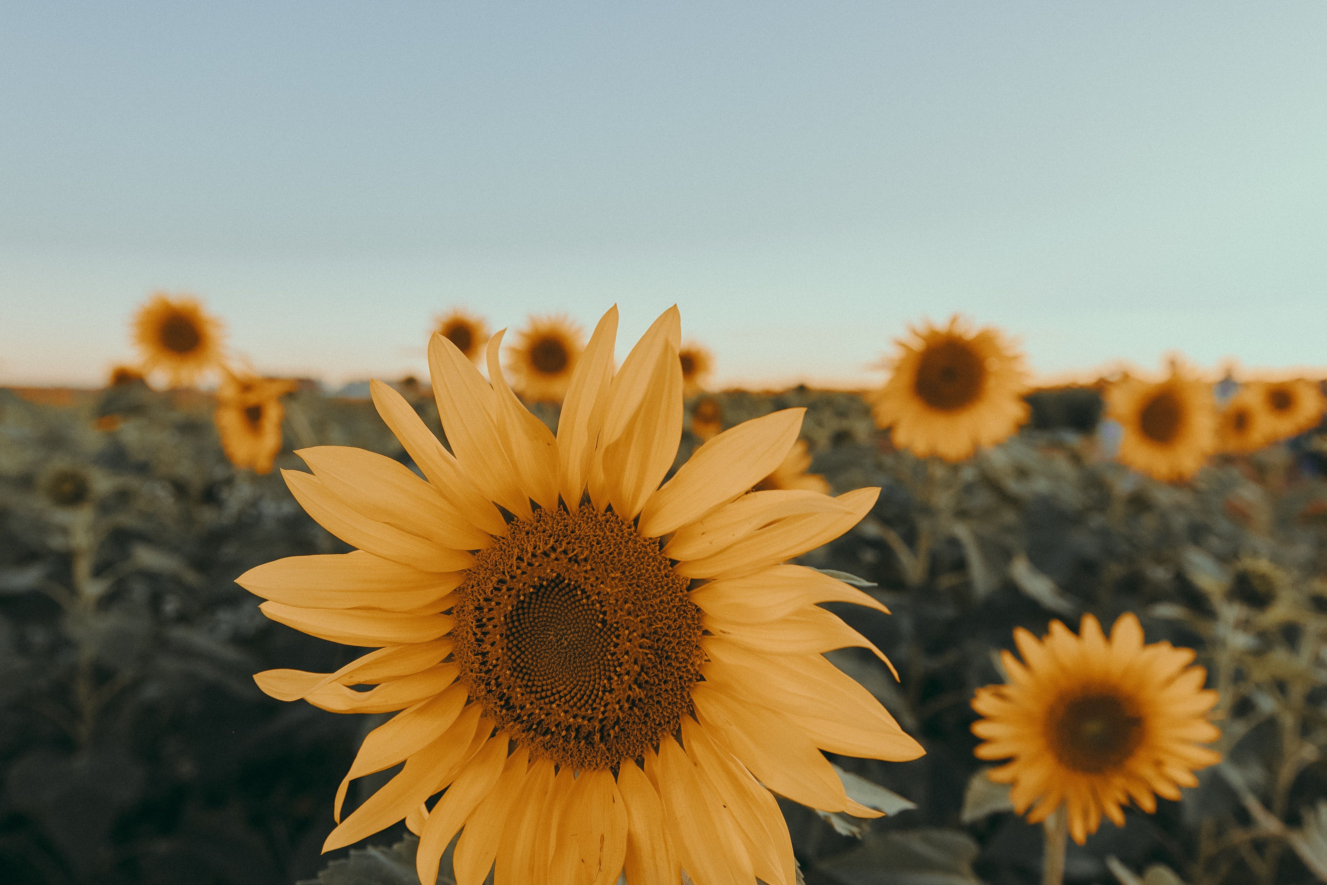 A sunflower in a field during a beautiful sunset. - Sunflower