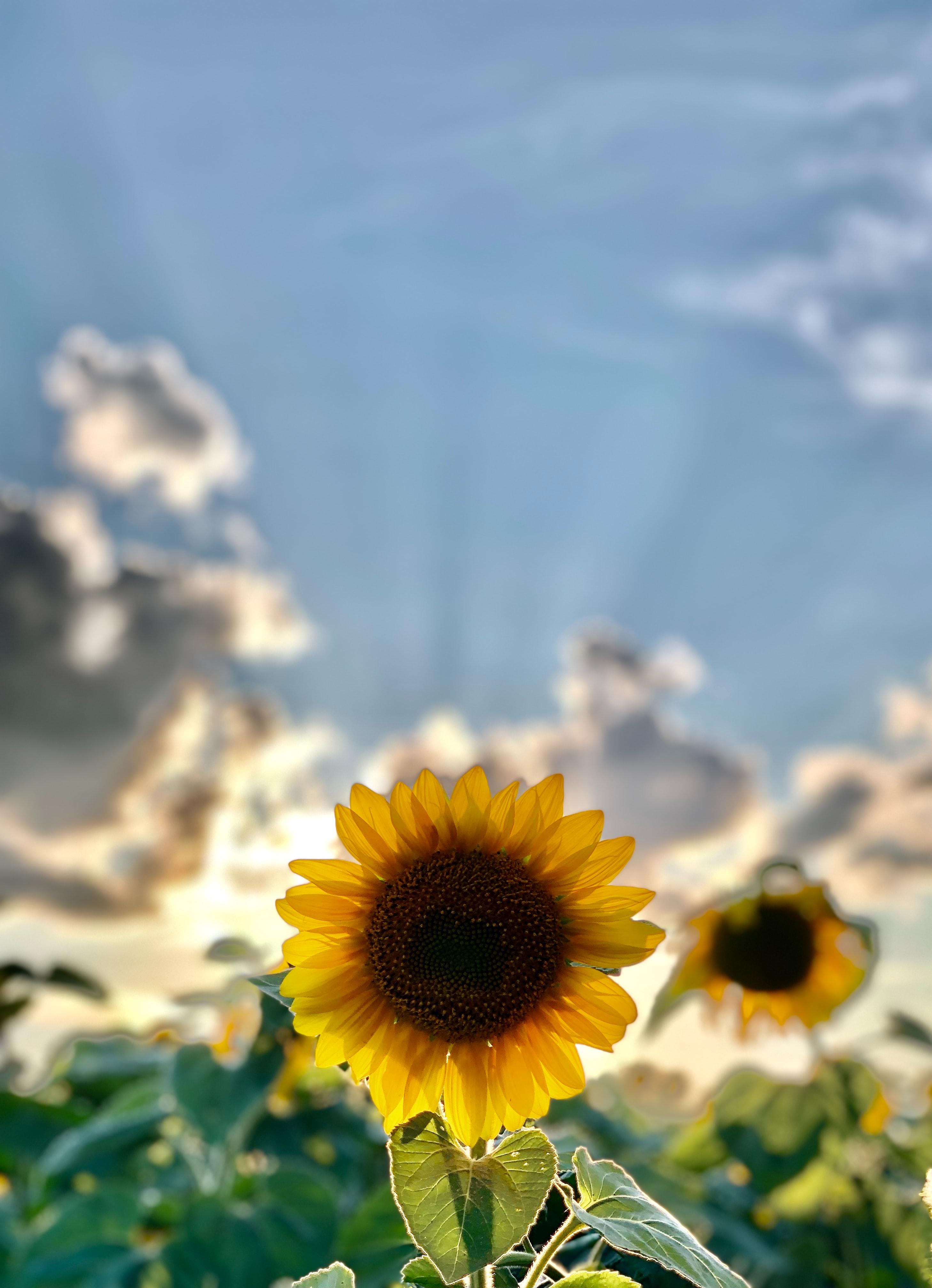 A sunflower in a field with a blue sky in the background - Sunflower