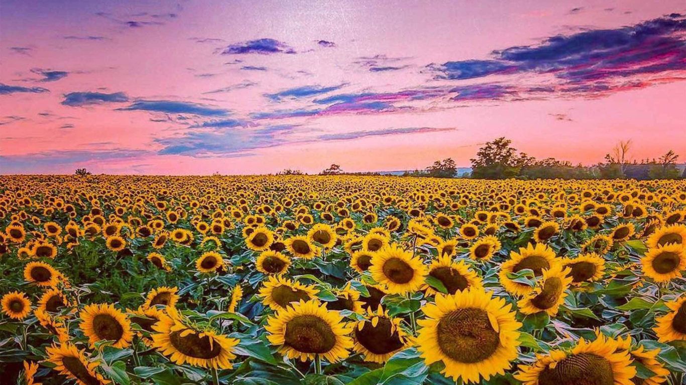 A sunflower field at dusk - Sunflower