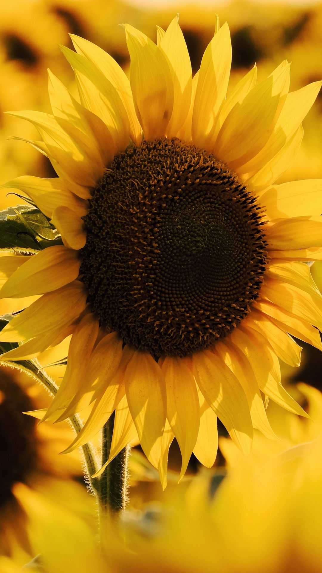 Sunflower wallpaper for iPhone with high-resolution 1080x1920 pixel. You can use this wallpaper for your iPhone 5, 6, 7, 8, X, XS, XR backgrounds, Mobile Screensaver, or iPad Lock Screen - Sunflower