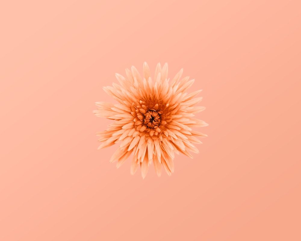 A single flower on an orange background - Peach