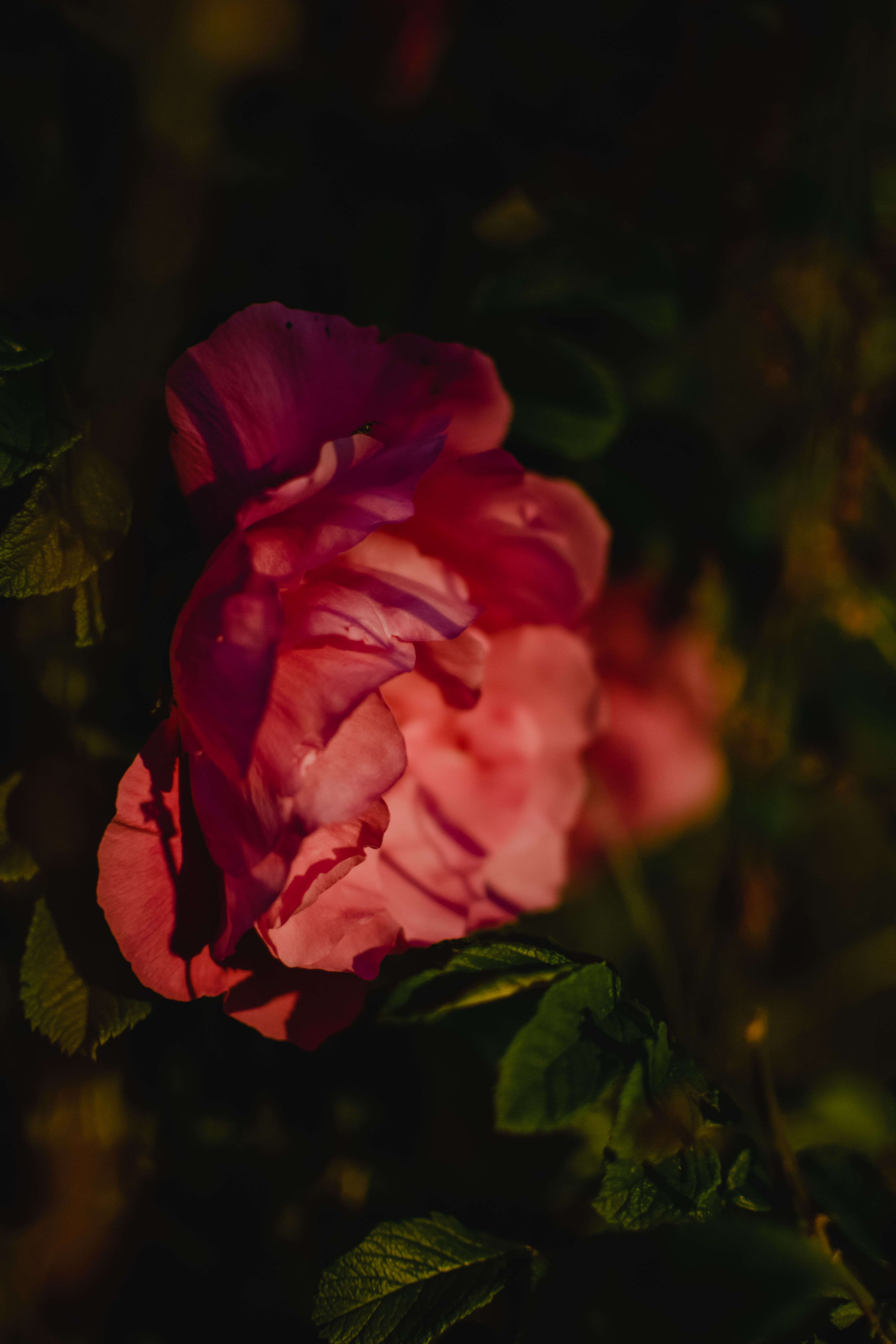 Garden Rose Photo, Download Free Garden Rose & HD Image