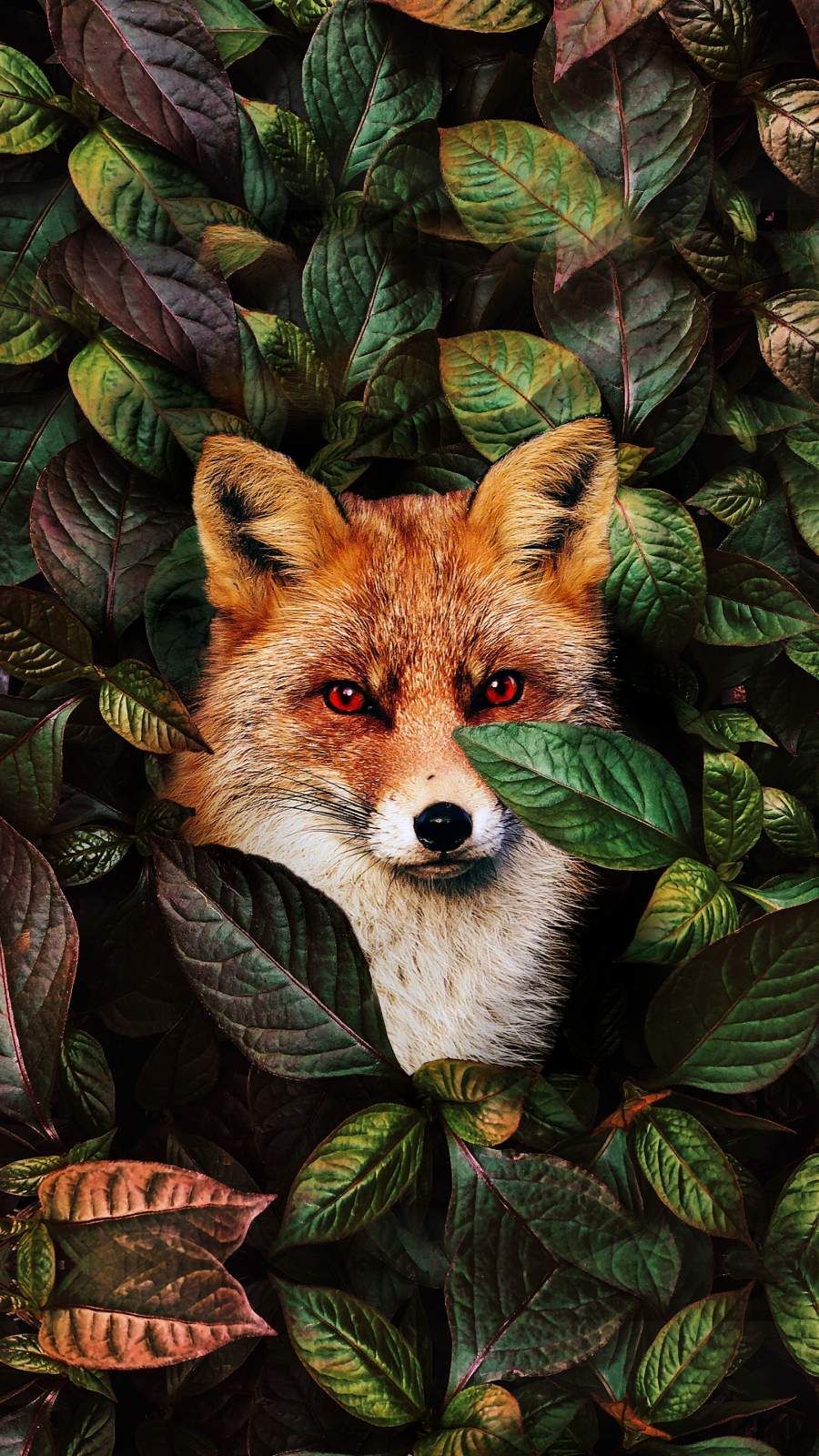 Fox iPhone Wallpaper. Dieren mooi, Wilde dieren, Dieren