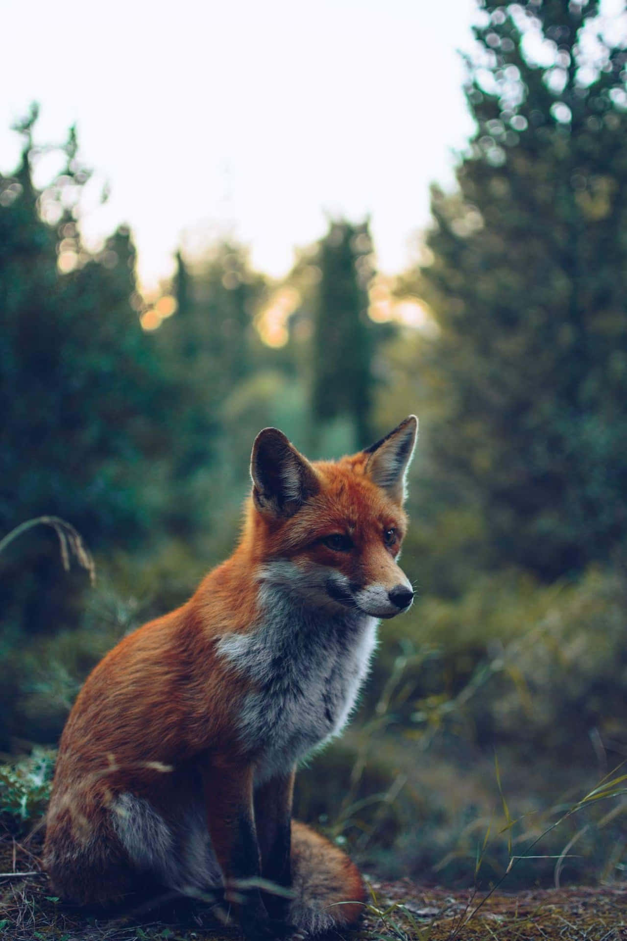 A fox sitting in the woods looking at something - Fox