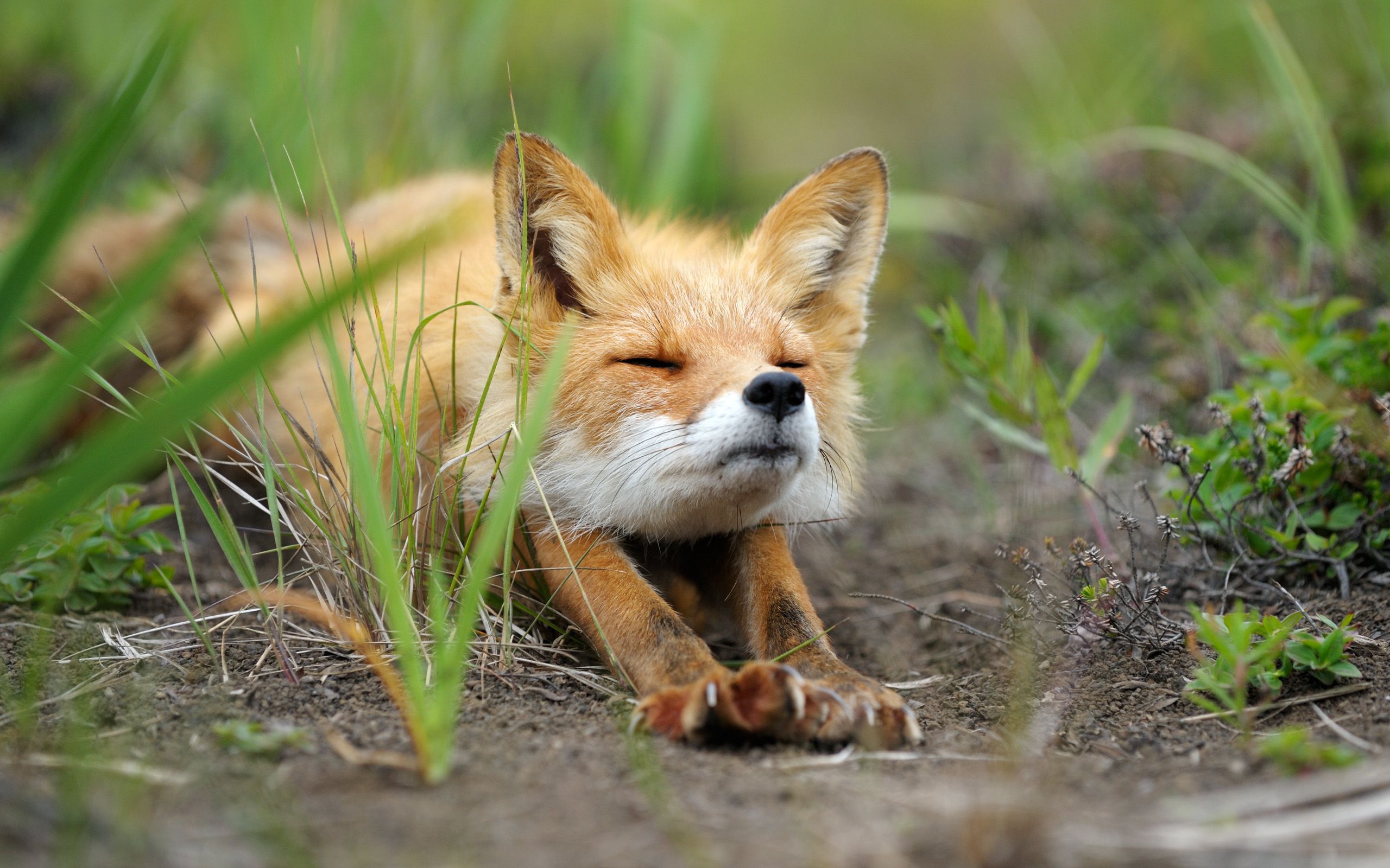 A small red fox is laying in the grass. - Fox