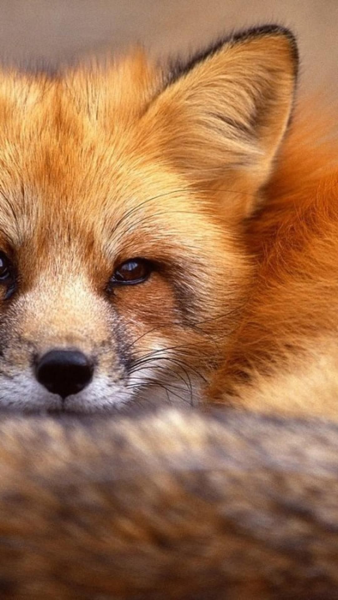 A close-up of a red fox with a thoughtful expression on its face, staring into the distance. - Fox