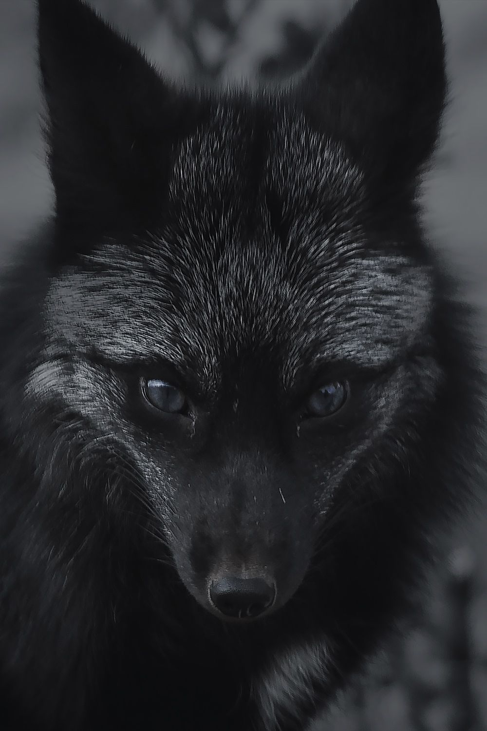 A black wolf with blue eyes - Fox