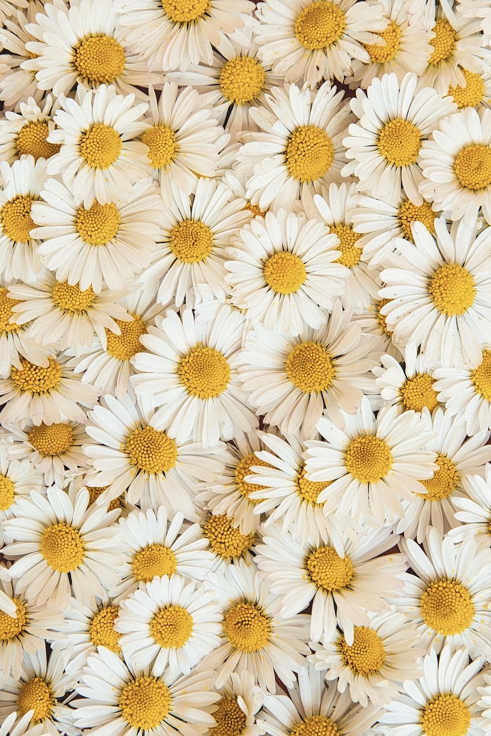 white and yellow daisy flowers photo