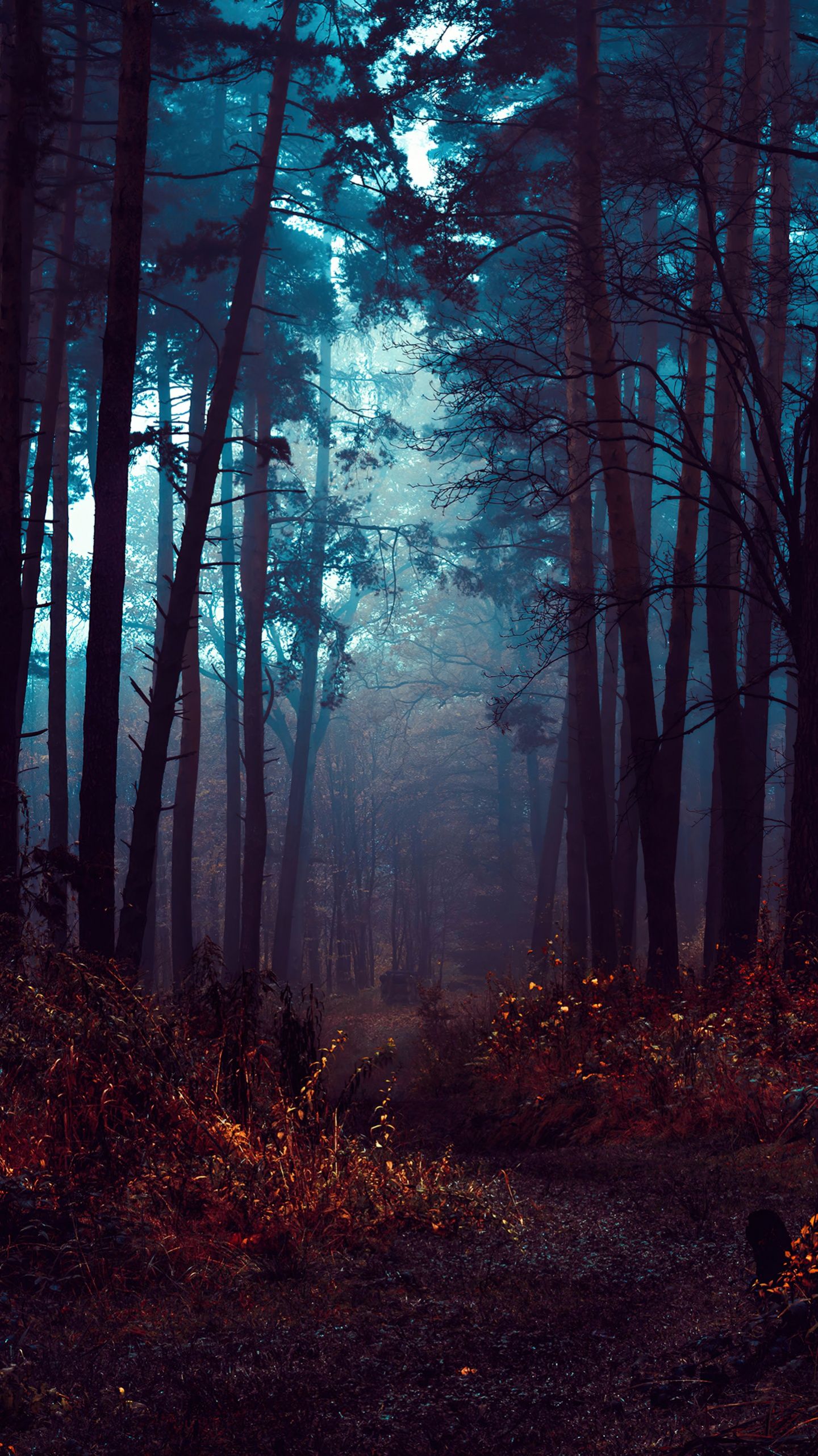 Forest Wallpaper 4K, Fog, Morning, Dark, Nature