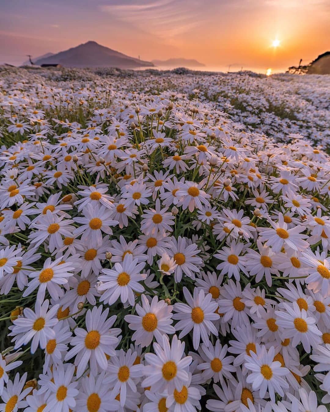 A field of white flowers with yellow centers in front of a mountain and a sunset - Sunset, daisy