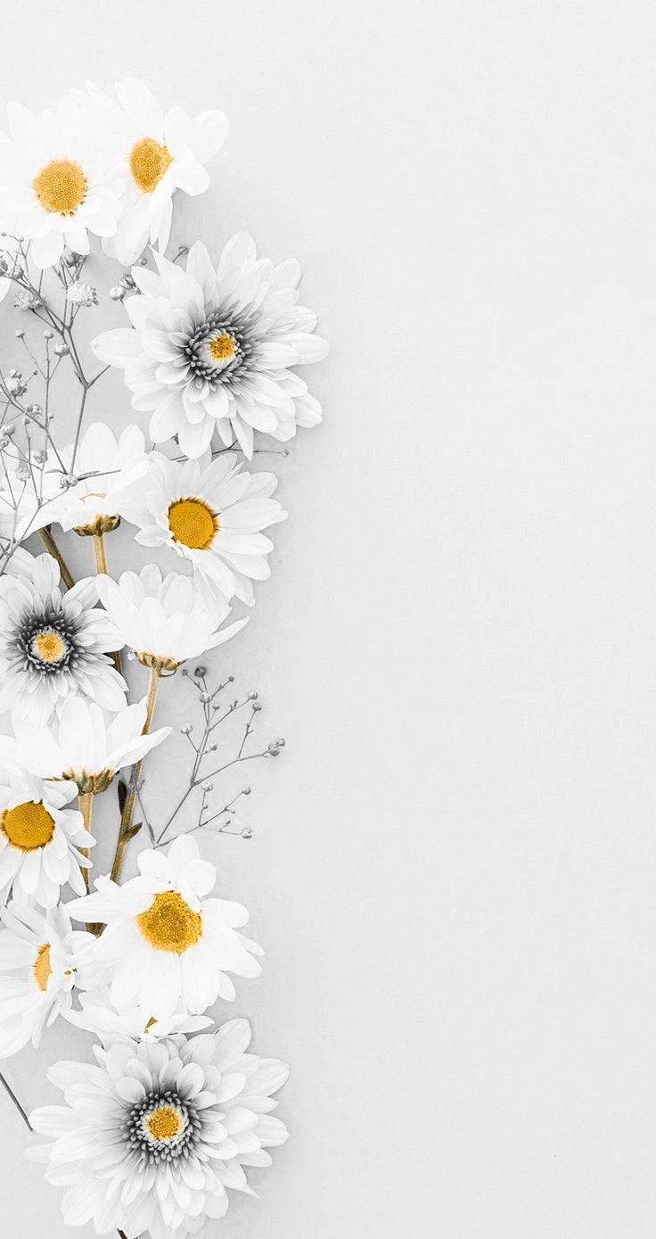 A white and yellow flower wallpaper for iPhone. - Daisy