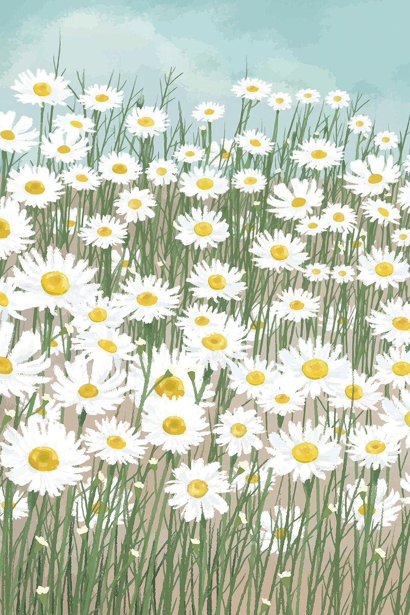 A field of daisies with a blue sky in the background - Daisy
