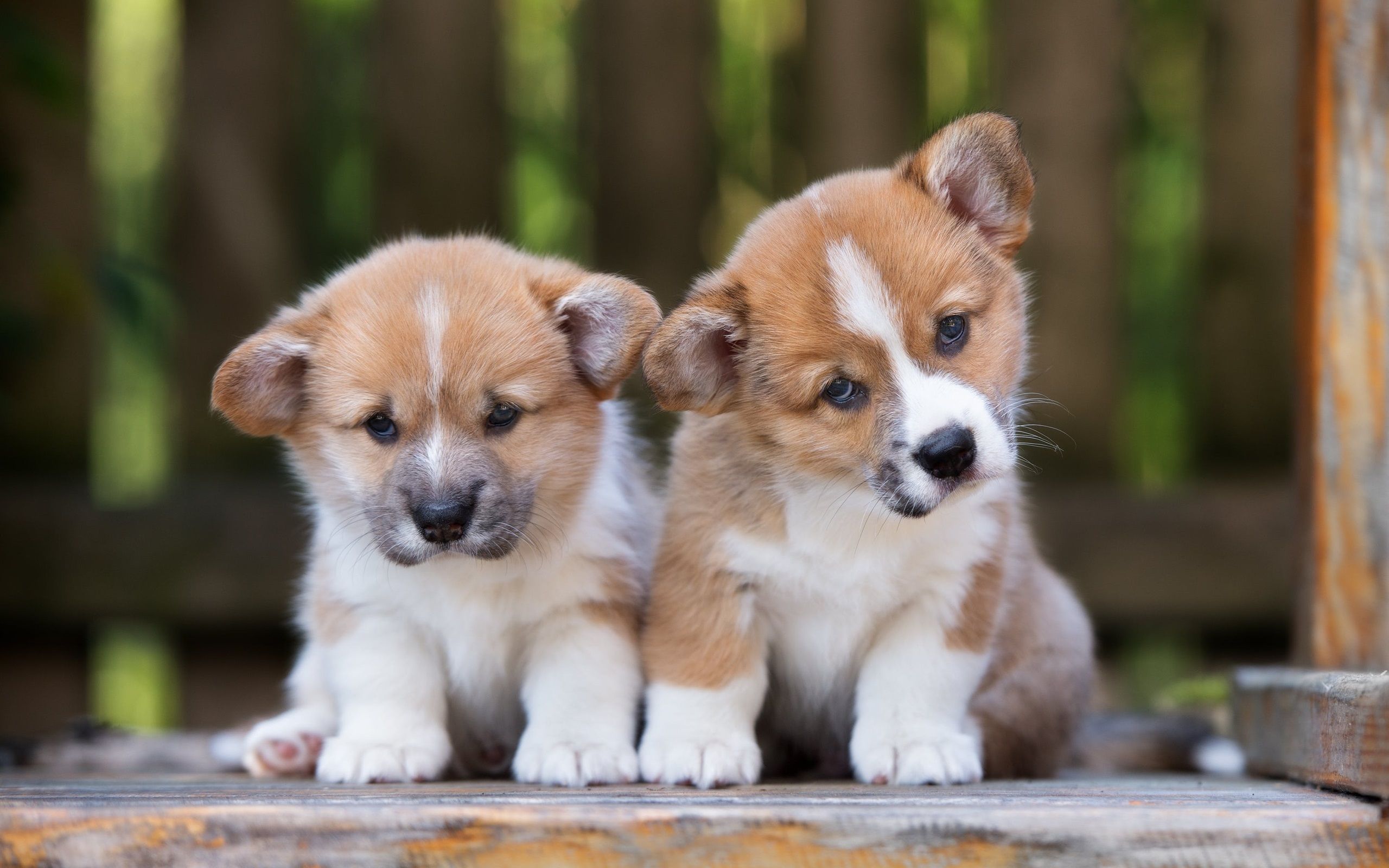 Wallpaper Cute corgi, two puppies 2880x1800 HD Picture, Image