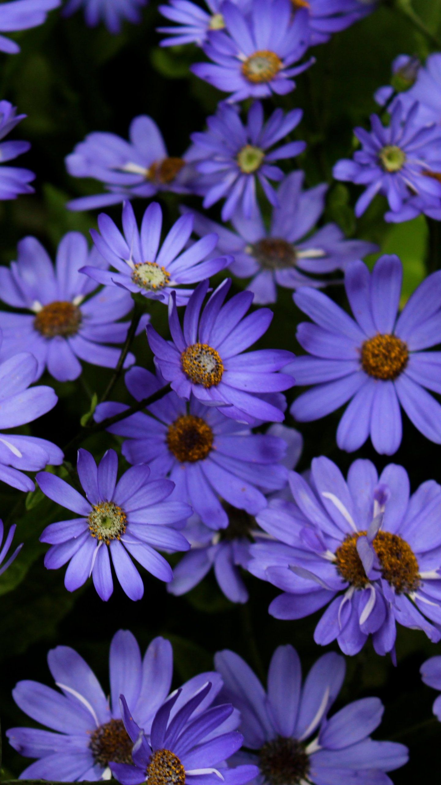 A group of purple flowers with green leaves in the background. - Daisy
