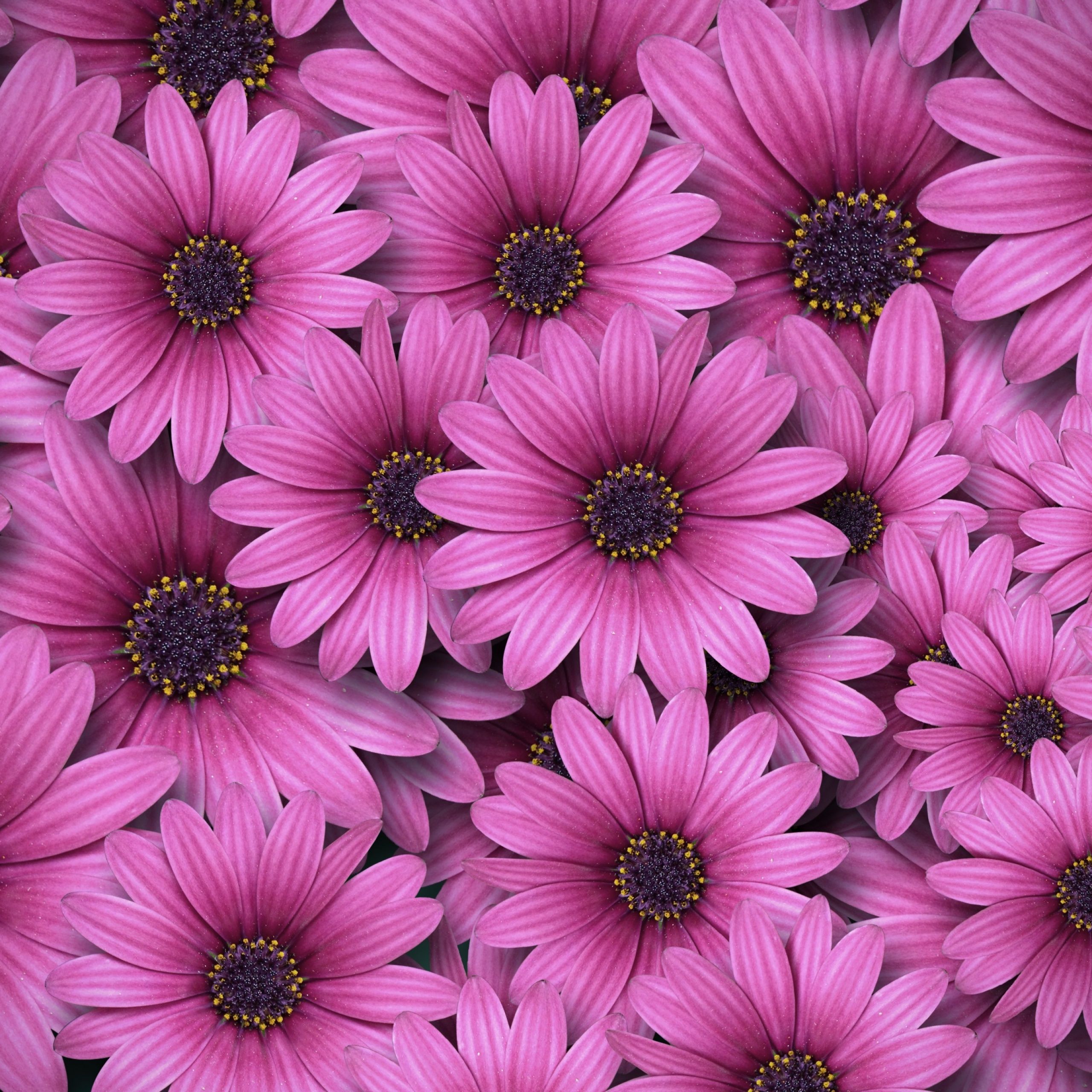A large group of purple flowers - Daisy