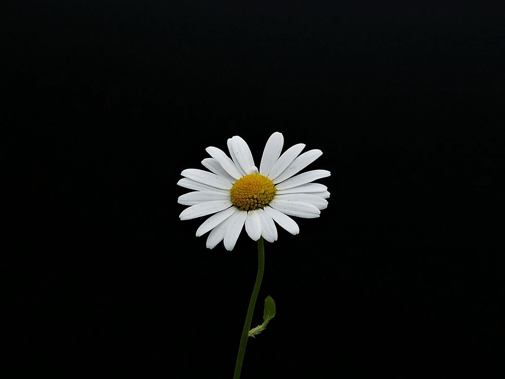 Wallpaper portrait, white flower, minimal, daisy desktop wallpaper, HD image, picture, background, 29e647