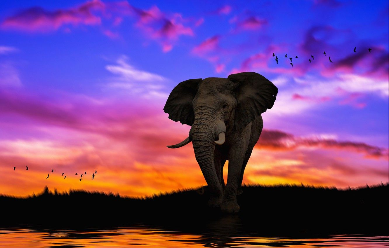 A large elephant standing in the water - Elephant