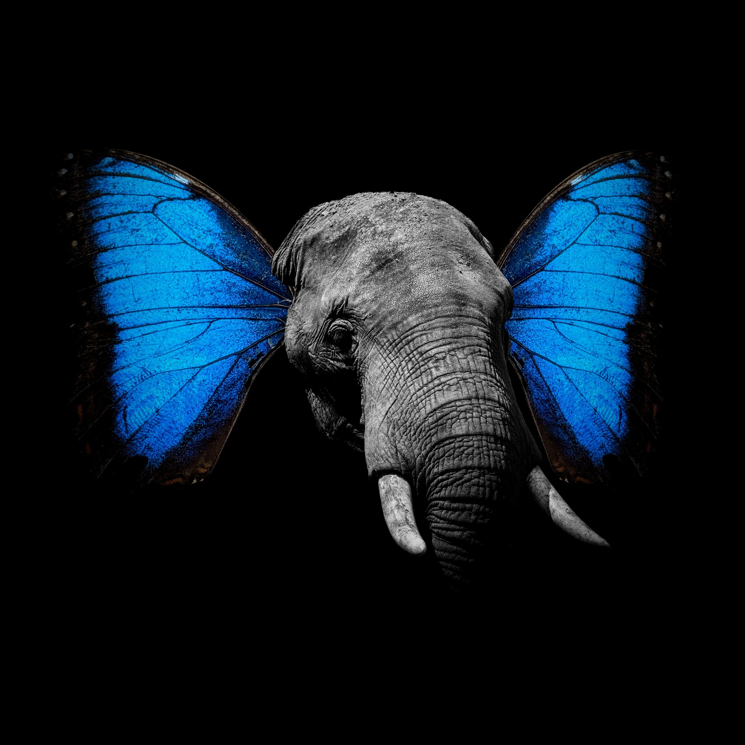 An elephant with blue butterfly wings - Elephant