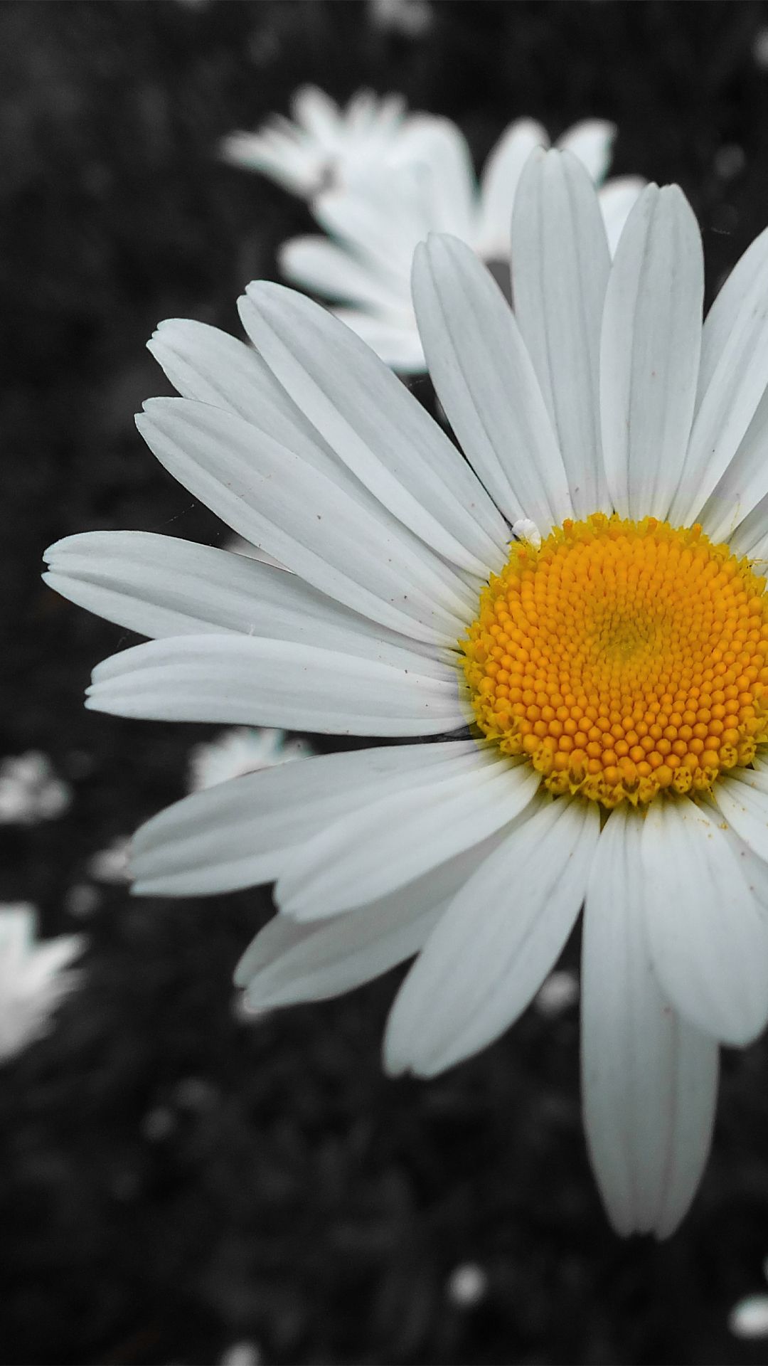 IPhone wallpaper with a white daisy on a black and white background - Daisy