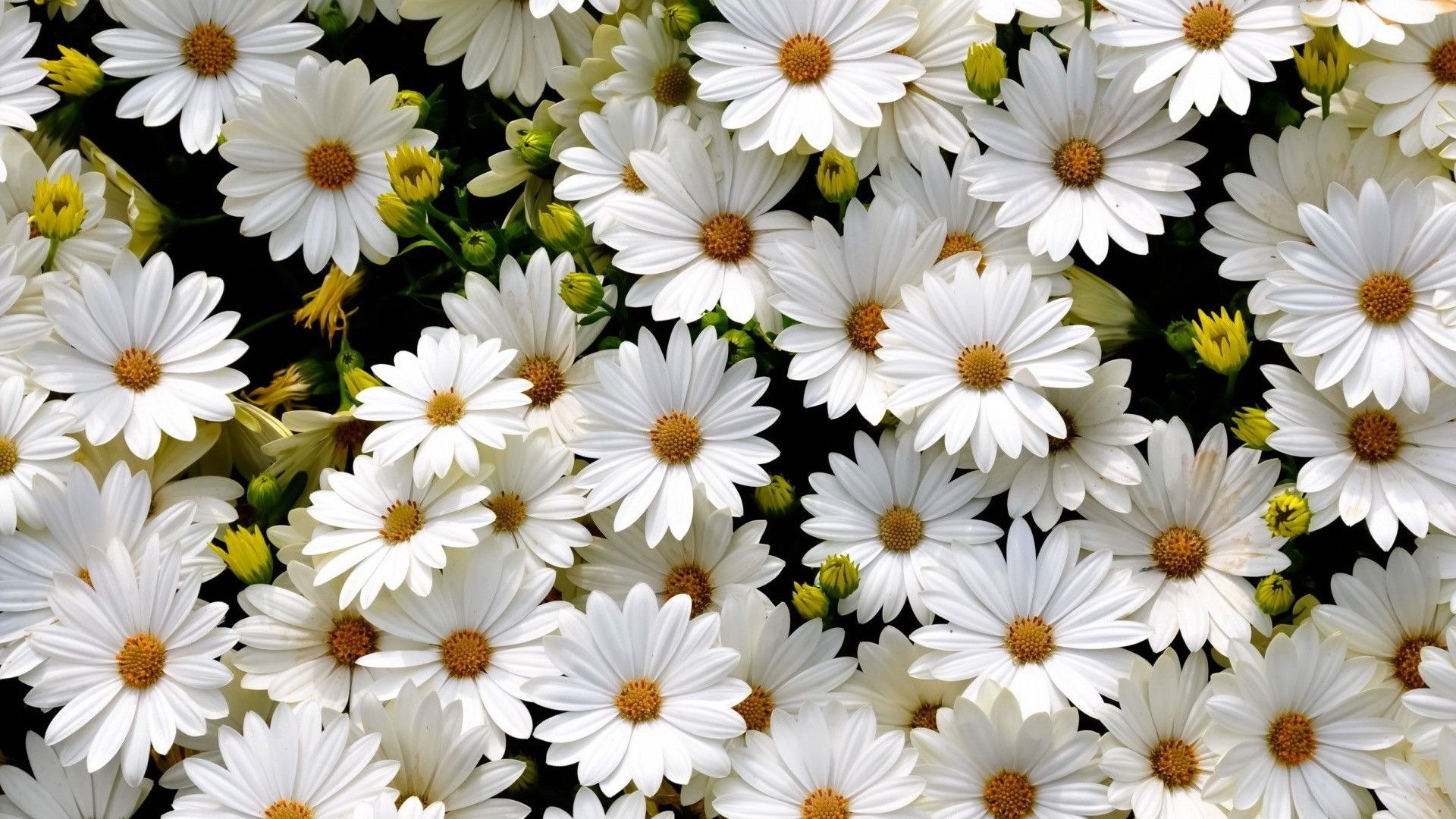 A close up of many white daisies - Daisy