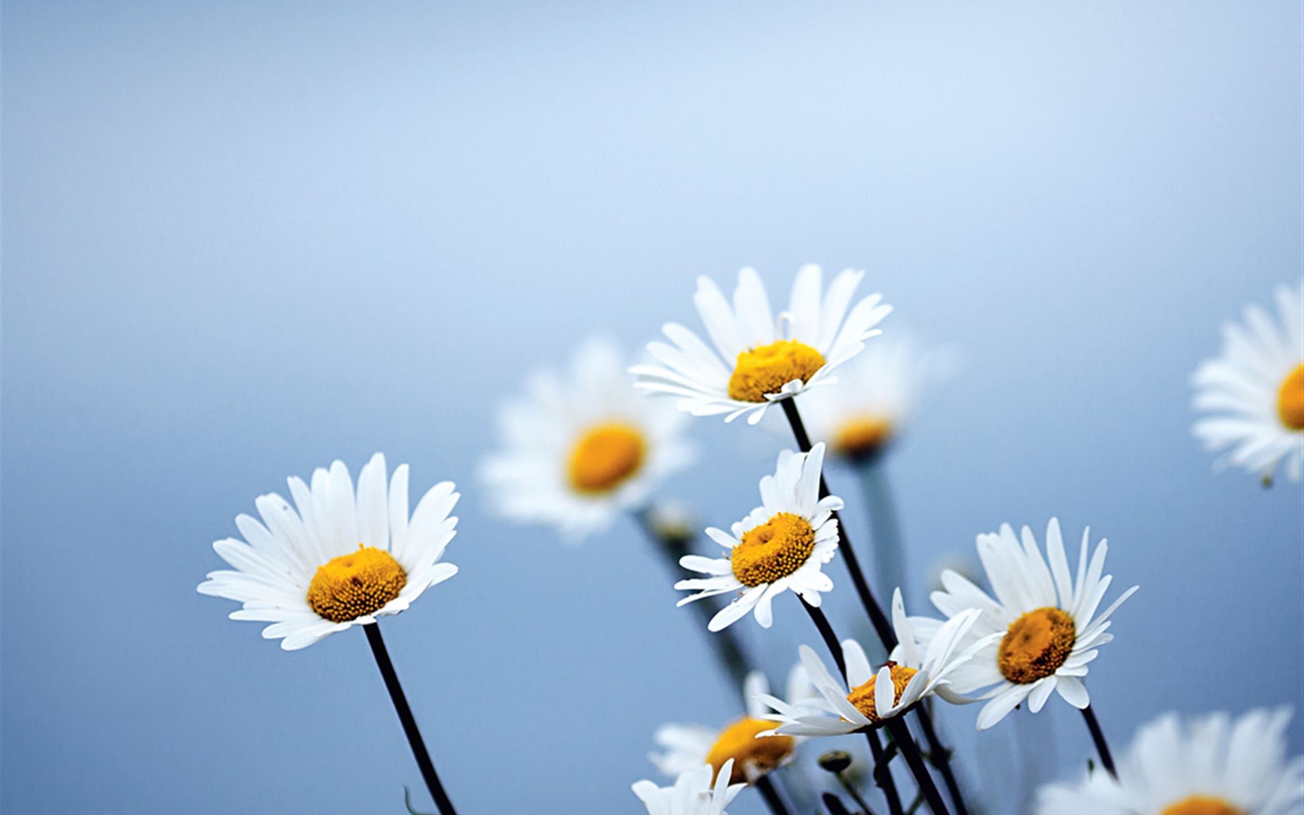 A bunch of daisies with a blue sky in the background - Daisy