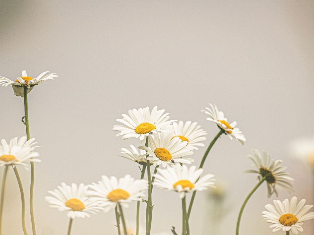 Daisies 4K wallpaper for your desktop or mobile screen free and easy to download