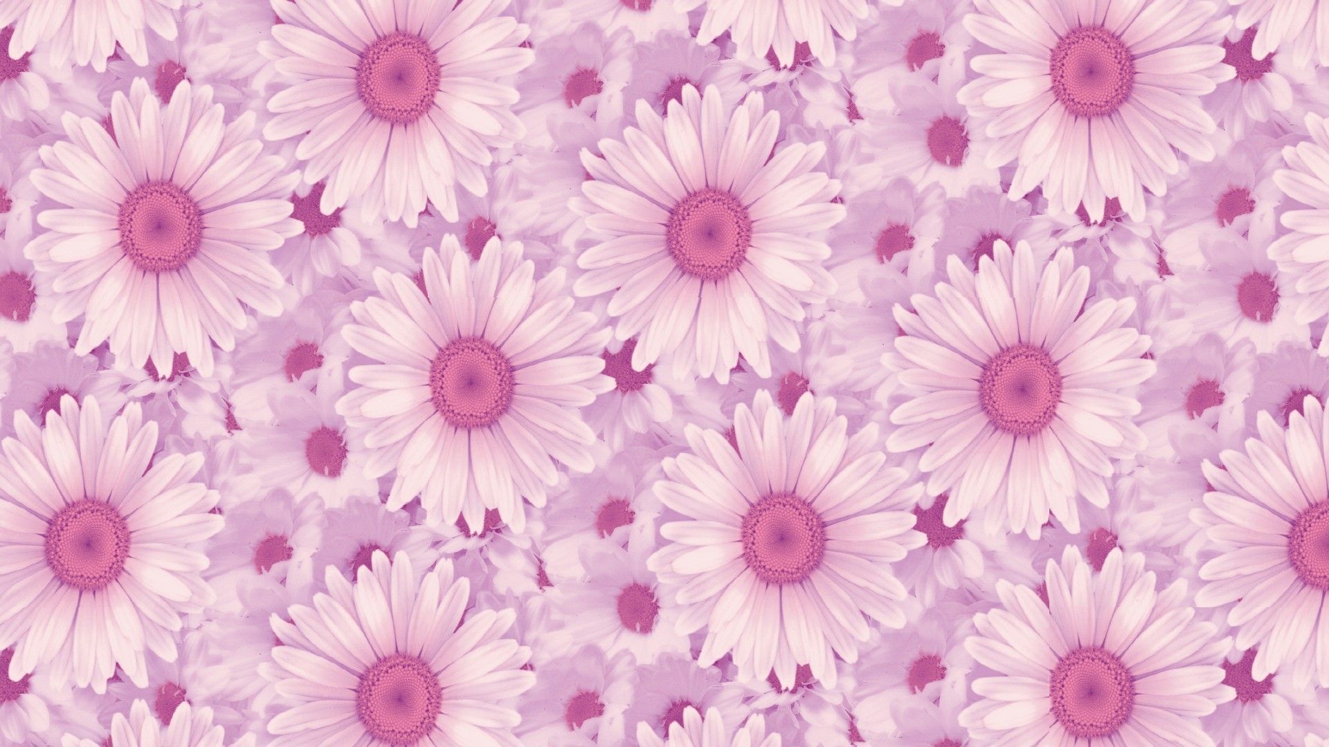 A beautiful wallpaper with a lot of pink flowers - Daisy