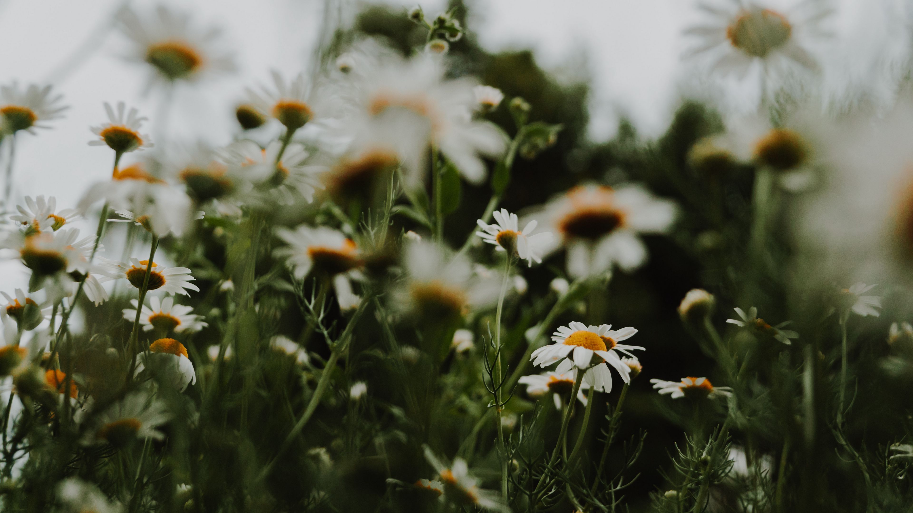 Wallpaper / daisies, flowers, macro, white, 4k free download