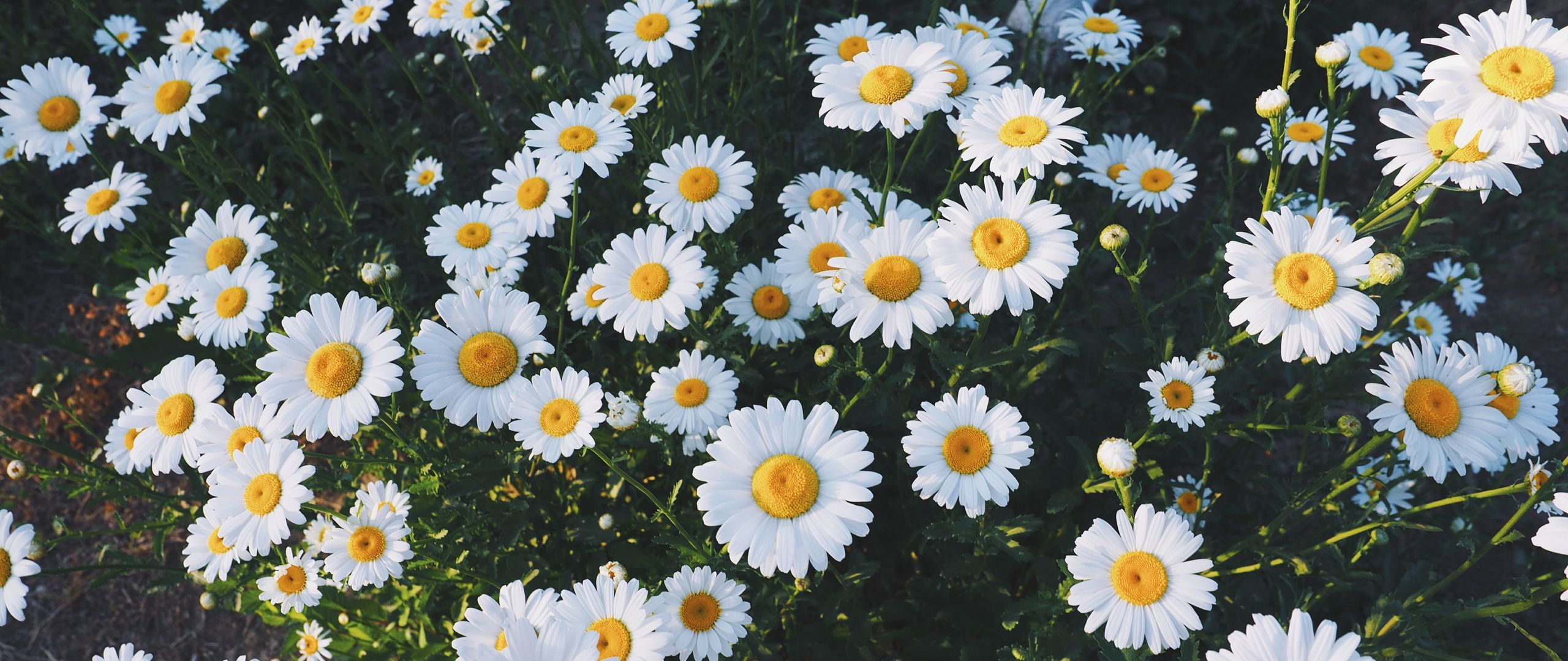 Download wallpaper 2560x1080 daisies, glade, flowers, grass dual wide 1080p HD background