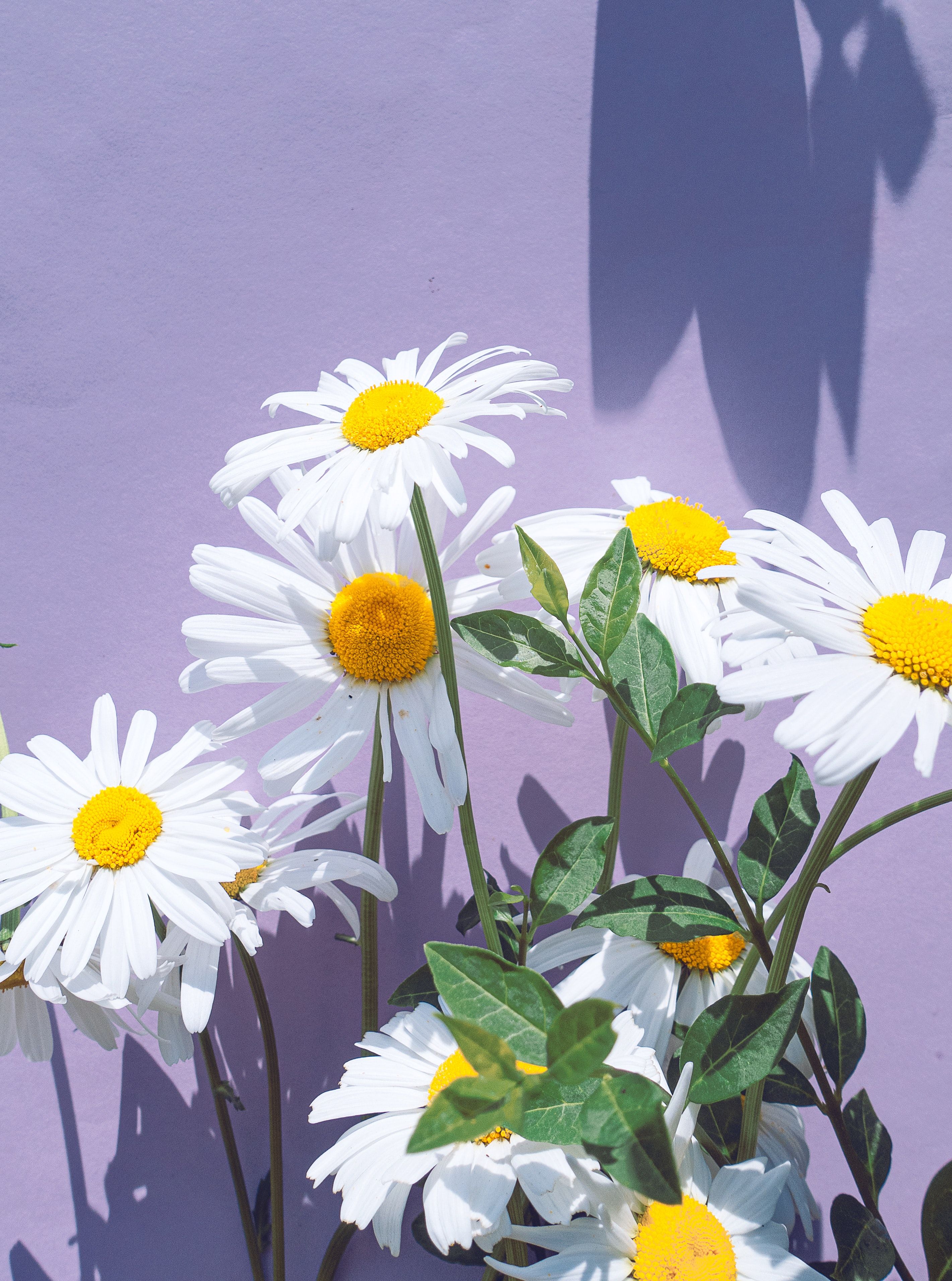 A bunch of daisies in front on purple wall - Daisy