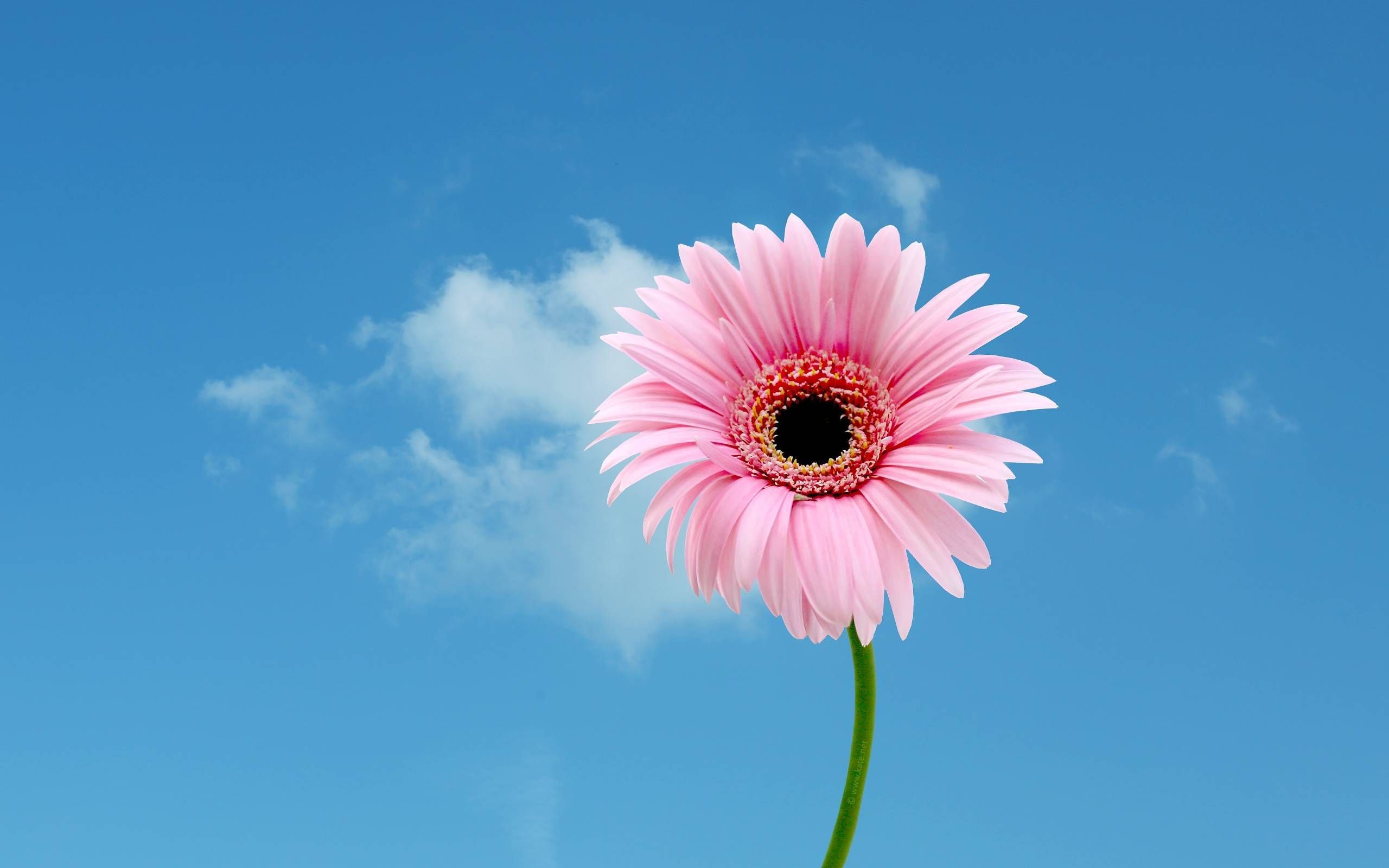 A pink flower is in front of the sky - Daisy