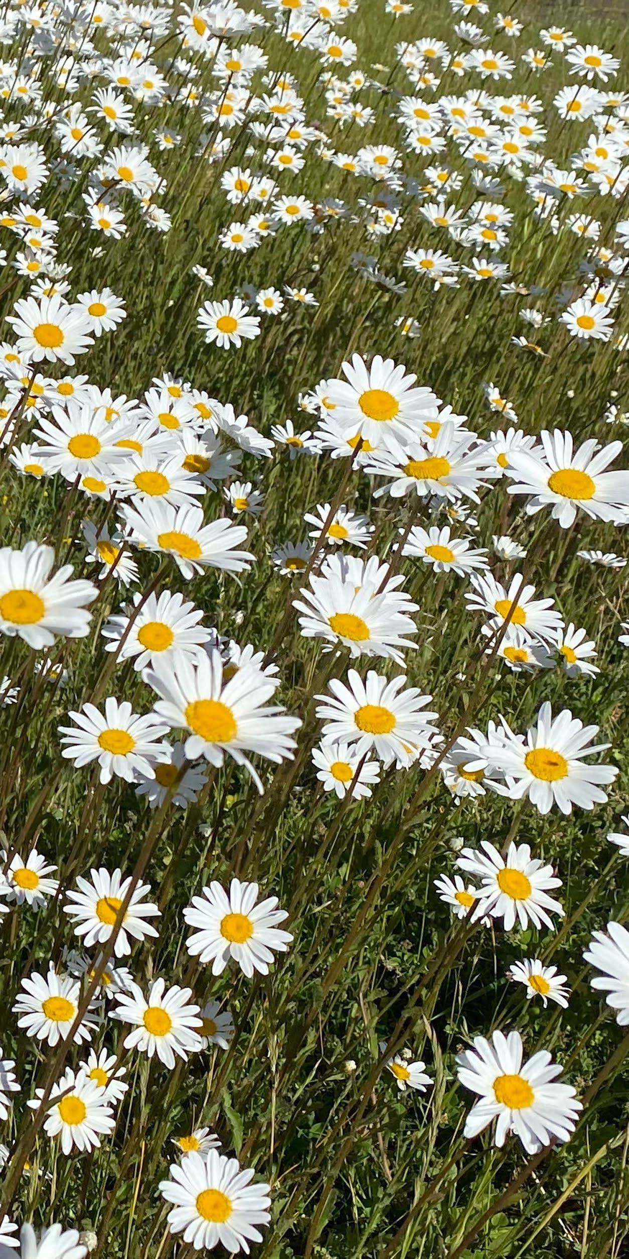 A field of white daisies with yellow centers - Daisy