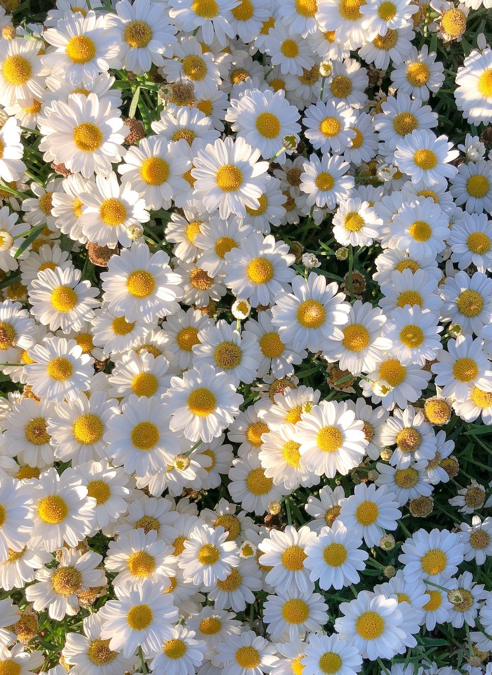 A close up of some flowers in the grass - Daisy