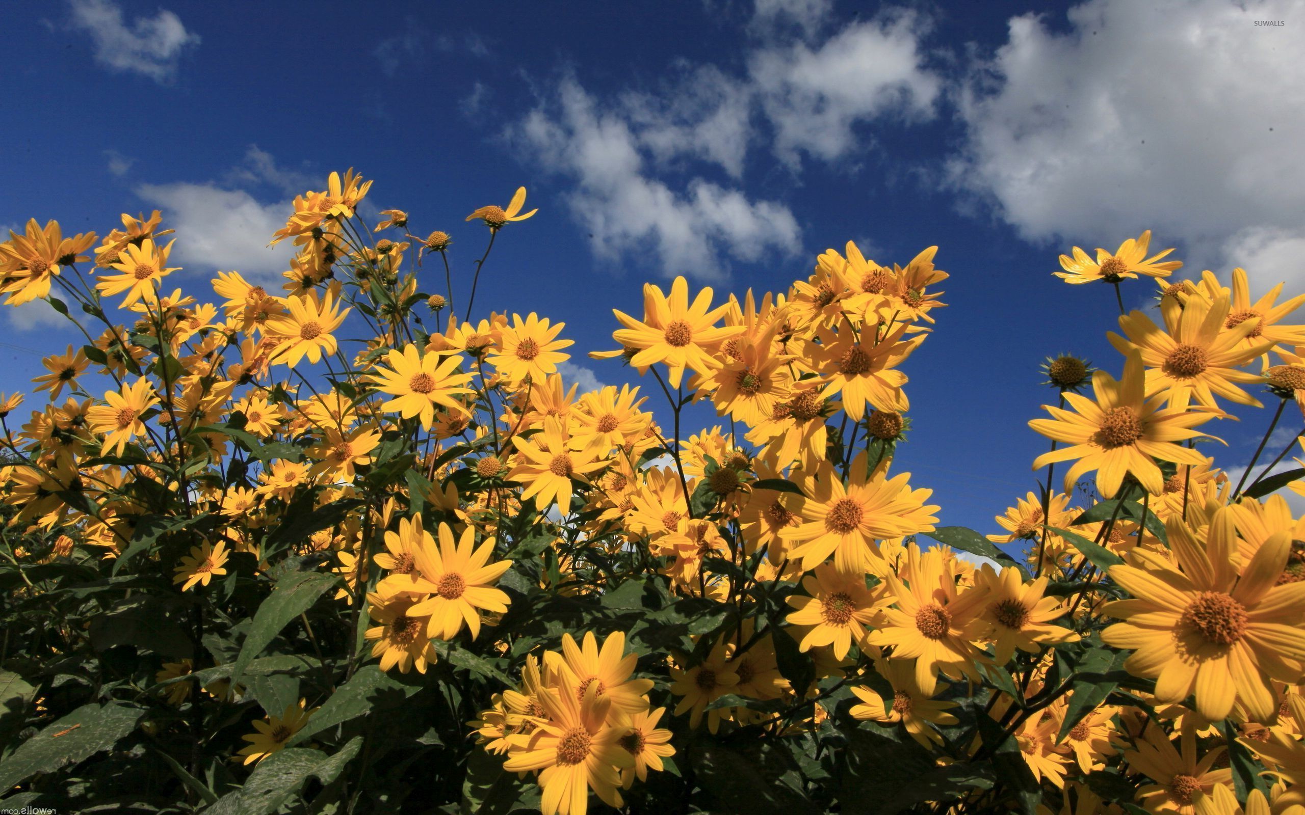 Yellow flowers against a blue sky with white clouds. - Daisy