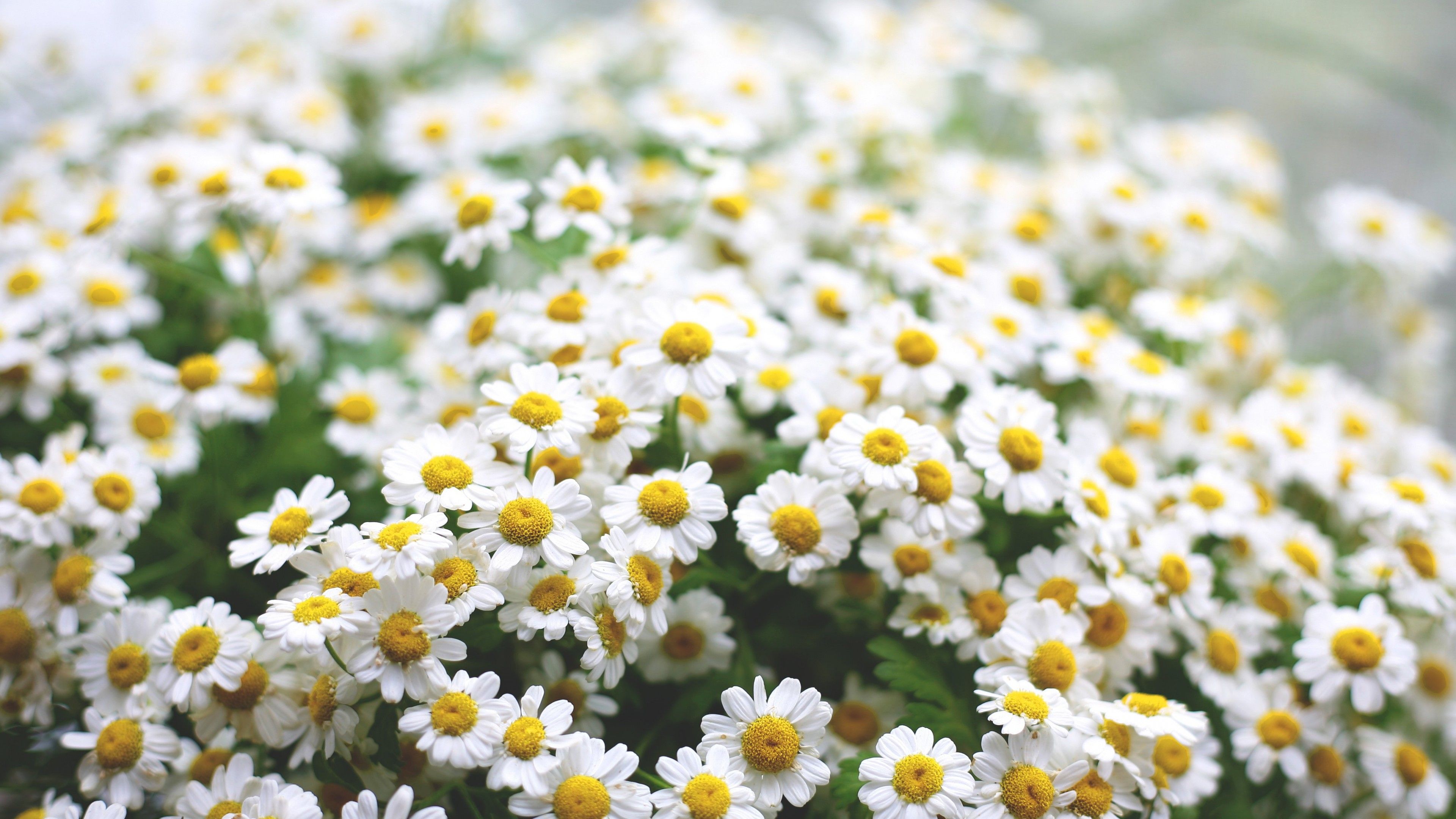 A close up of white and yellow flowers - Spring, daisy