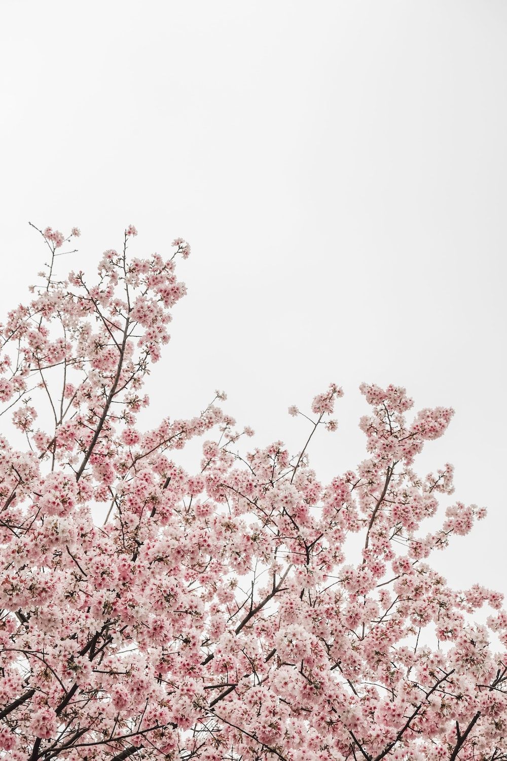 A pink flowered tree with a white sky in the background - Blush
